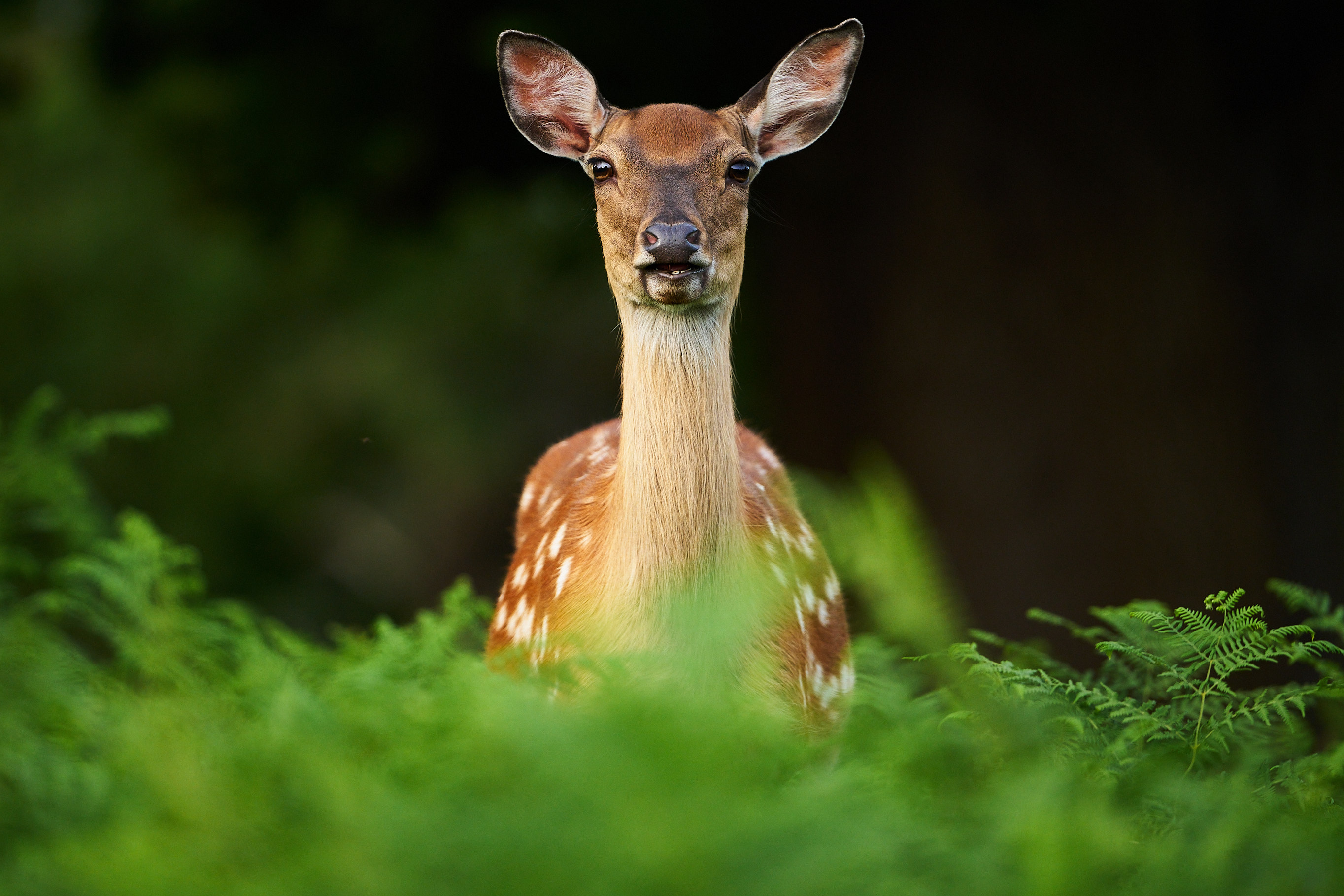 Fallow Deer eye contact